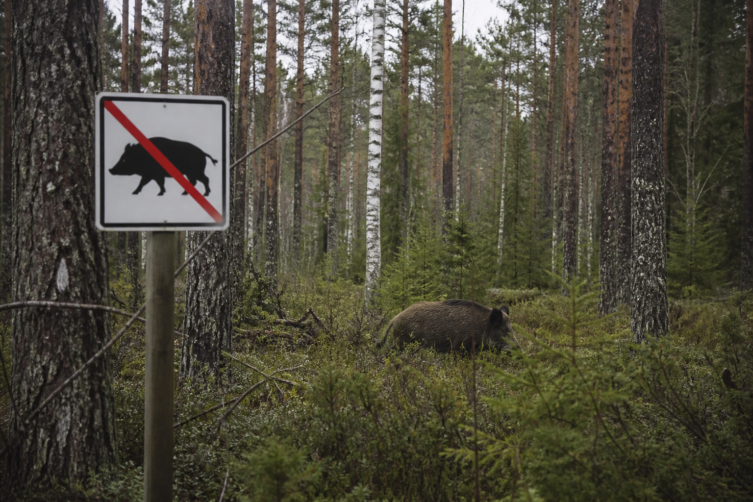 Villisika kävelee suomalaisessa metsässä, jossa on varoituskyltti villisikaa esittävällä kuvakkeella.