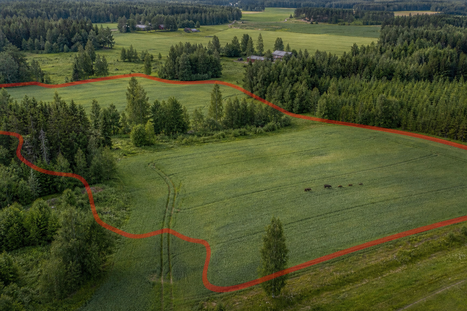Ilmakuva suomalaisesta maatalousmaisemasta, jossa punainen raja merkitsee sikaruton tartuntavyöhykettä. Villisikoja liikkuu pellon laidalla.